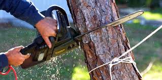 Best Tree Trimming and Pruning  in Cordova, NC